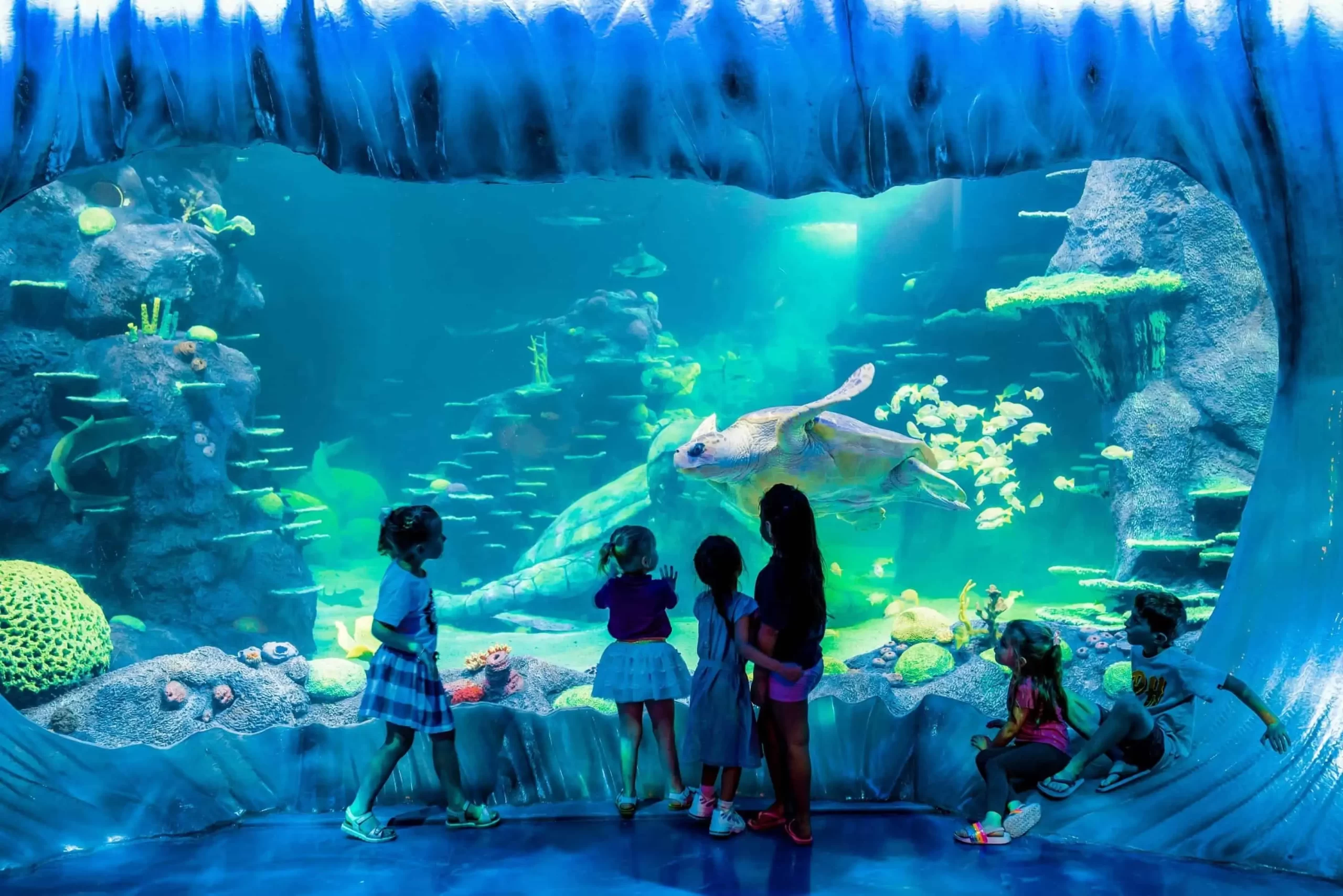 SEA LIFE Sydney Akvaryumu