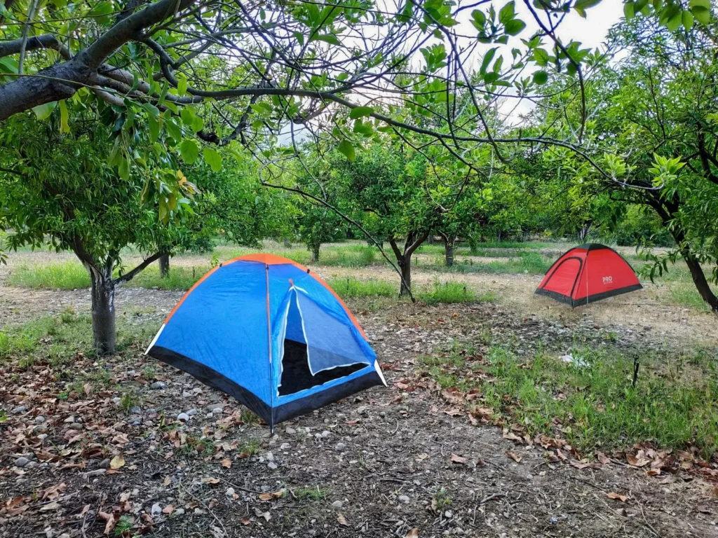 Çekirdeksiz Mandalin Camping