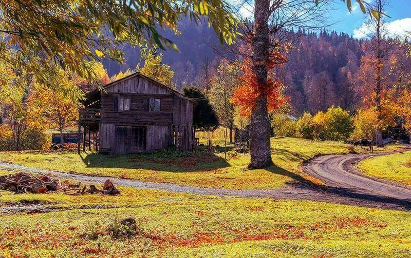 Odayeri Yaylası Kamp Alanı