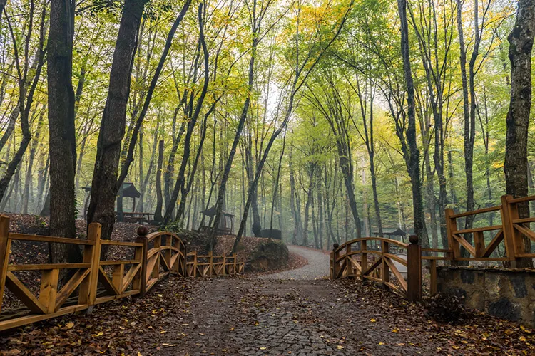 Bal Ormanı Mesire Ve Kamp Alanı
