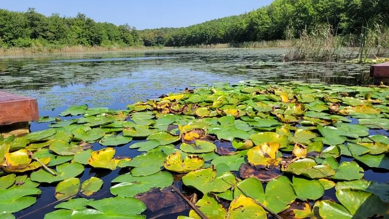 Hamam Golu Kamp Alani