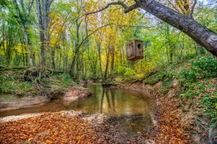 İğneada Longoz Ormanları Kamp Alanı