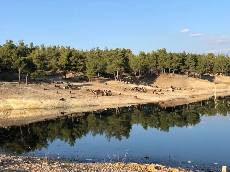 Karaağaç Göleti Kamp Alanı