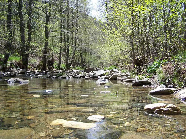 Kaz Dağı Milli Parkı Kamp Alanı