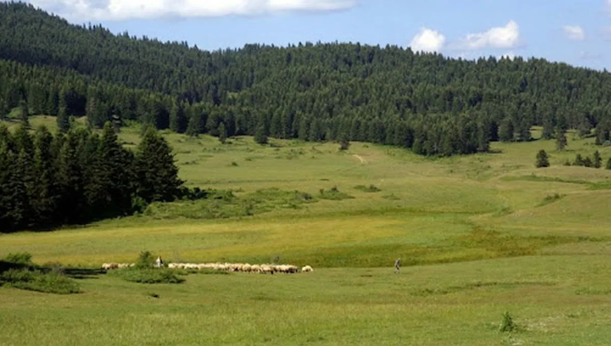 Yapraklı Büyük Yayla Kamp Alanı