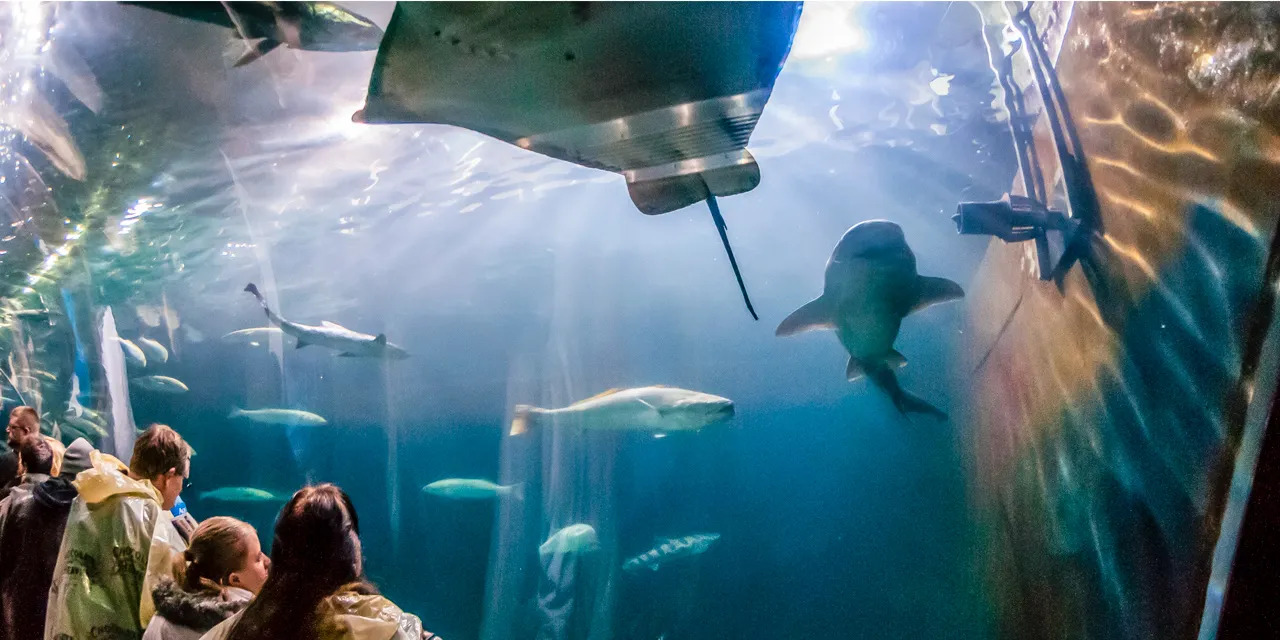 Aquarium Of The Bay