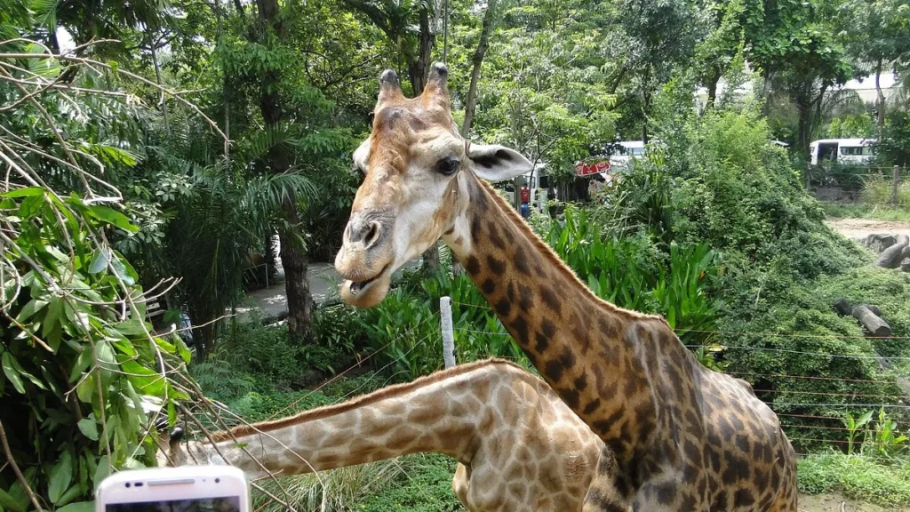 Dusit Zoo Hayvanat Bahcesi Pars