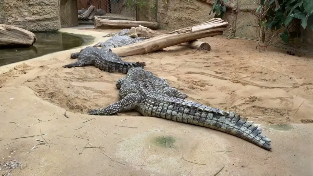 Köln Hayvanat Bahçesi