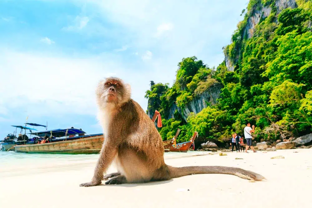 Monkey Beach