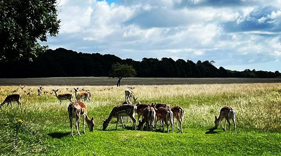 Phoenix Park