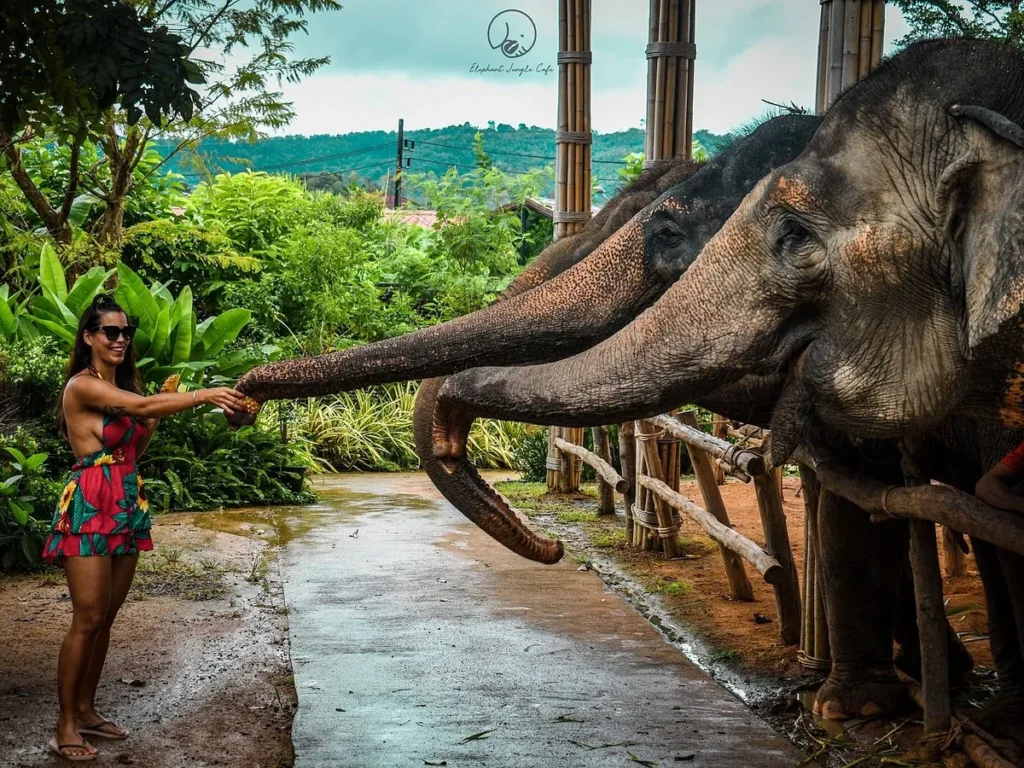 Phuket Fil Korunağı
