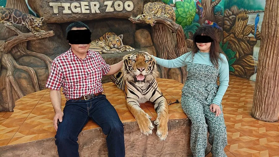 Sriracha Tiger Zoo