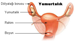 Yumurtalık Orman Kampı Plajı 🌲