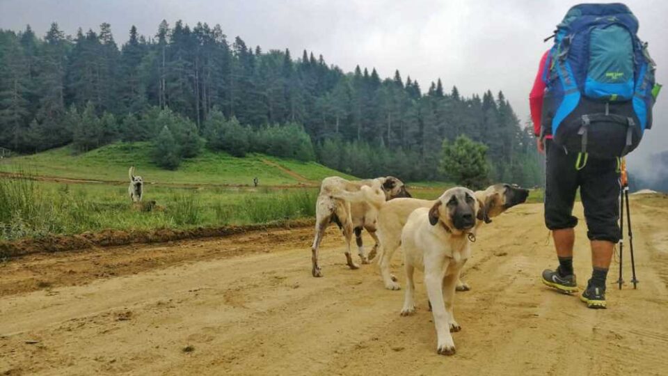 Düzce En İyi Yürüyüş Rotaları